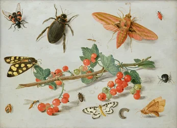 Une branche de groseilles avec un sphinx de l